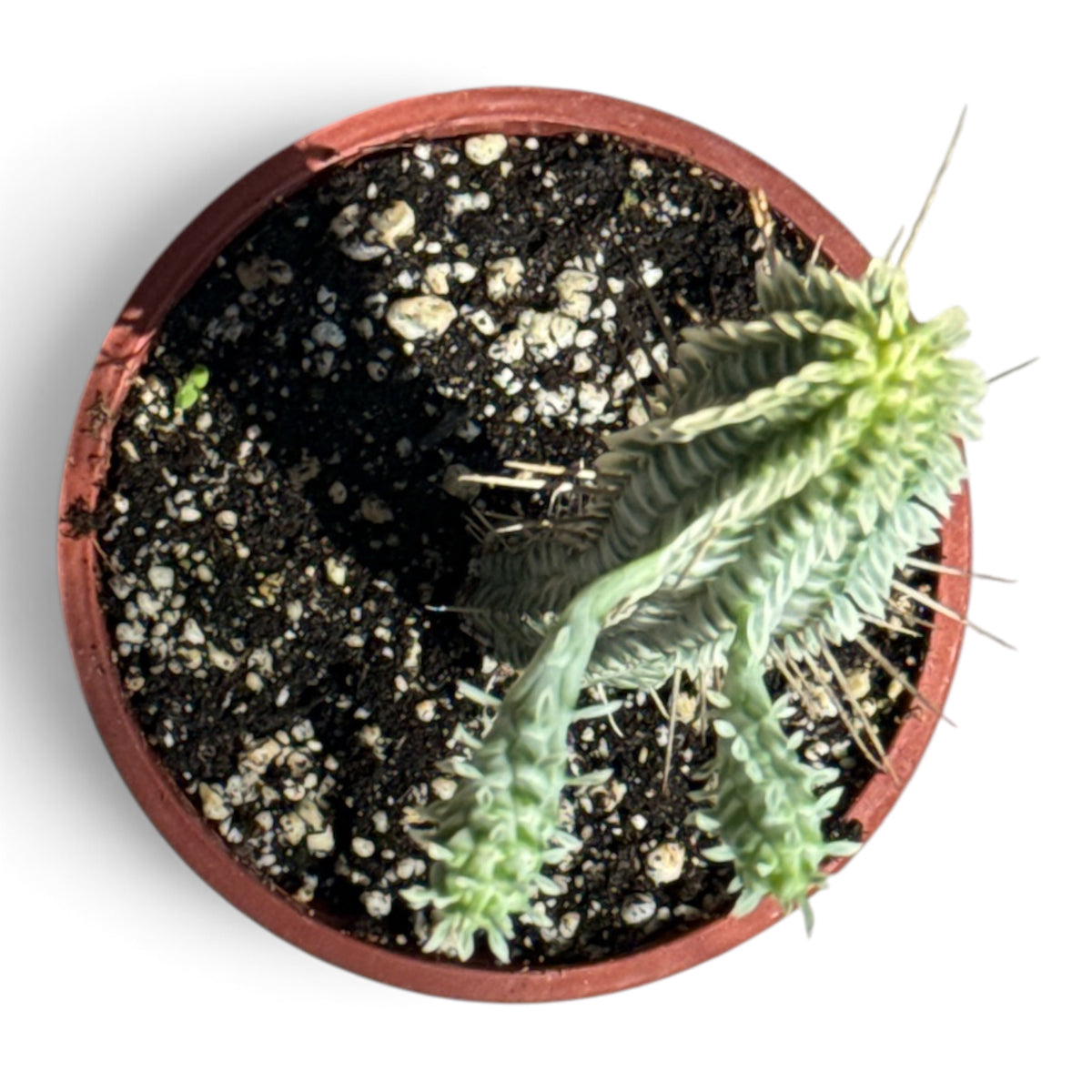 4" Succulent Euphorbia Corn Cobb Variegated