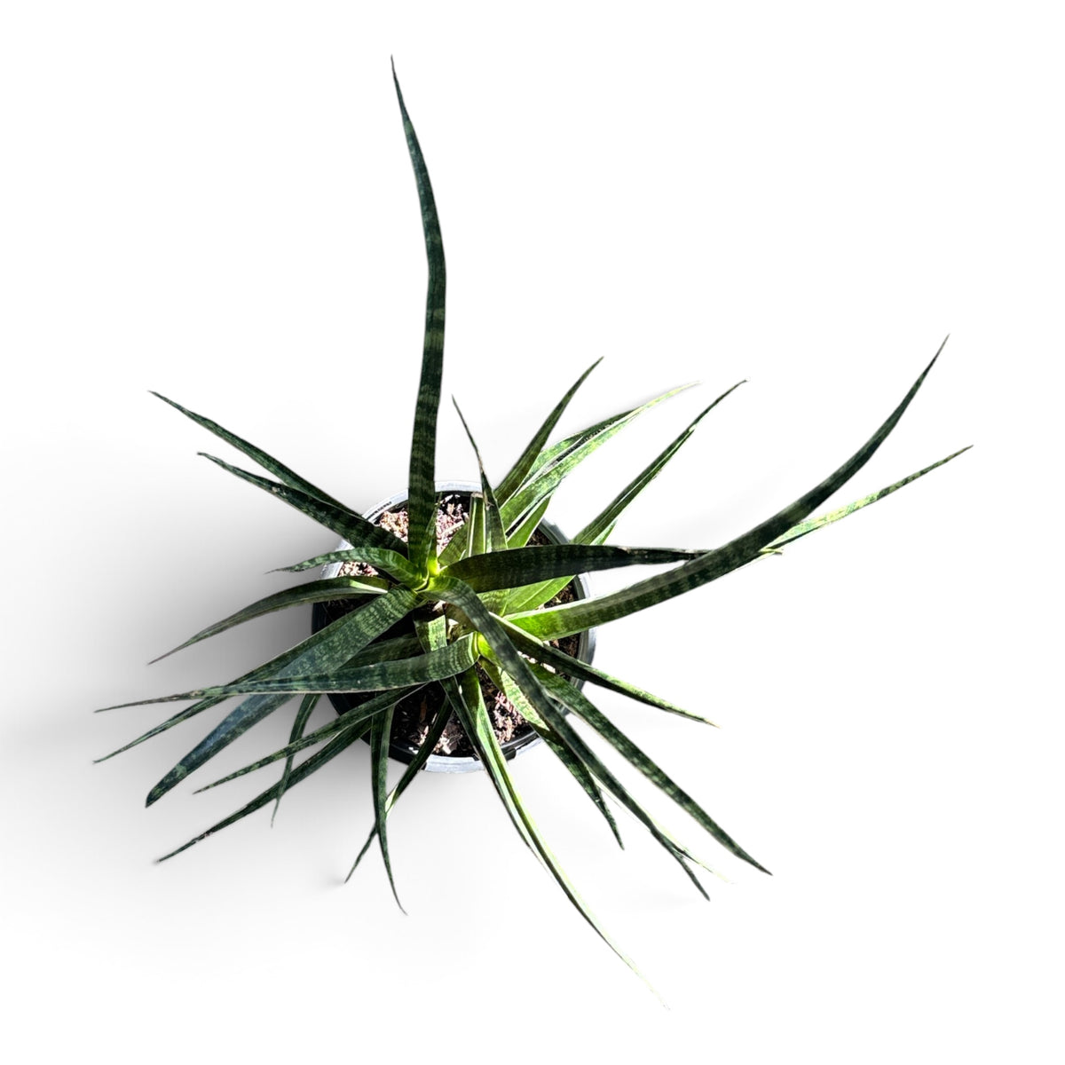 6” Sansevieria Fernwood