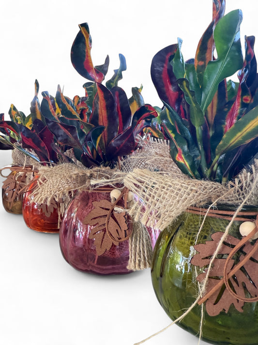 5" Glass Pumpkin w/Burlap & Crotons