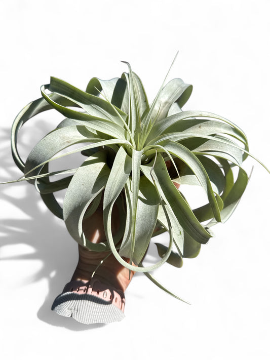Tillandsia Xerographica