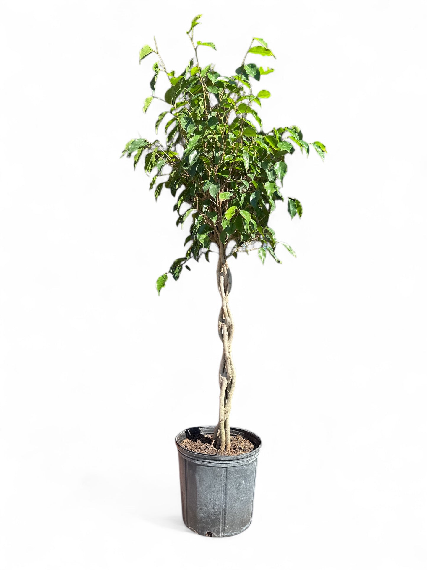 10” Ficus Benjamin Braid