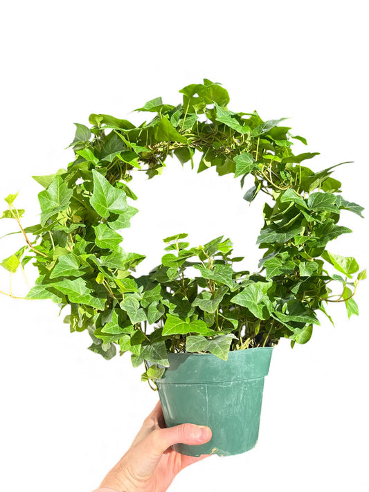 6" Ivy Hoop