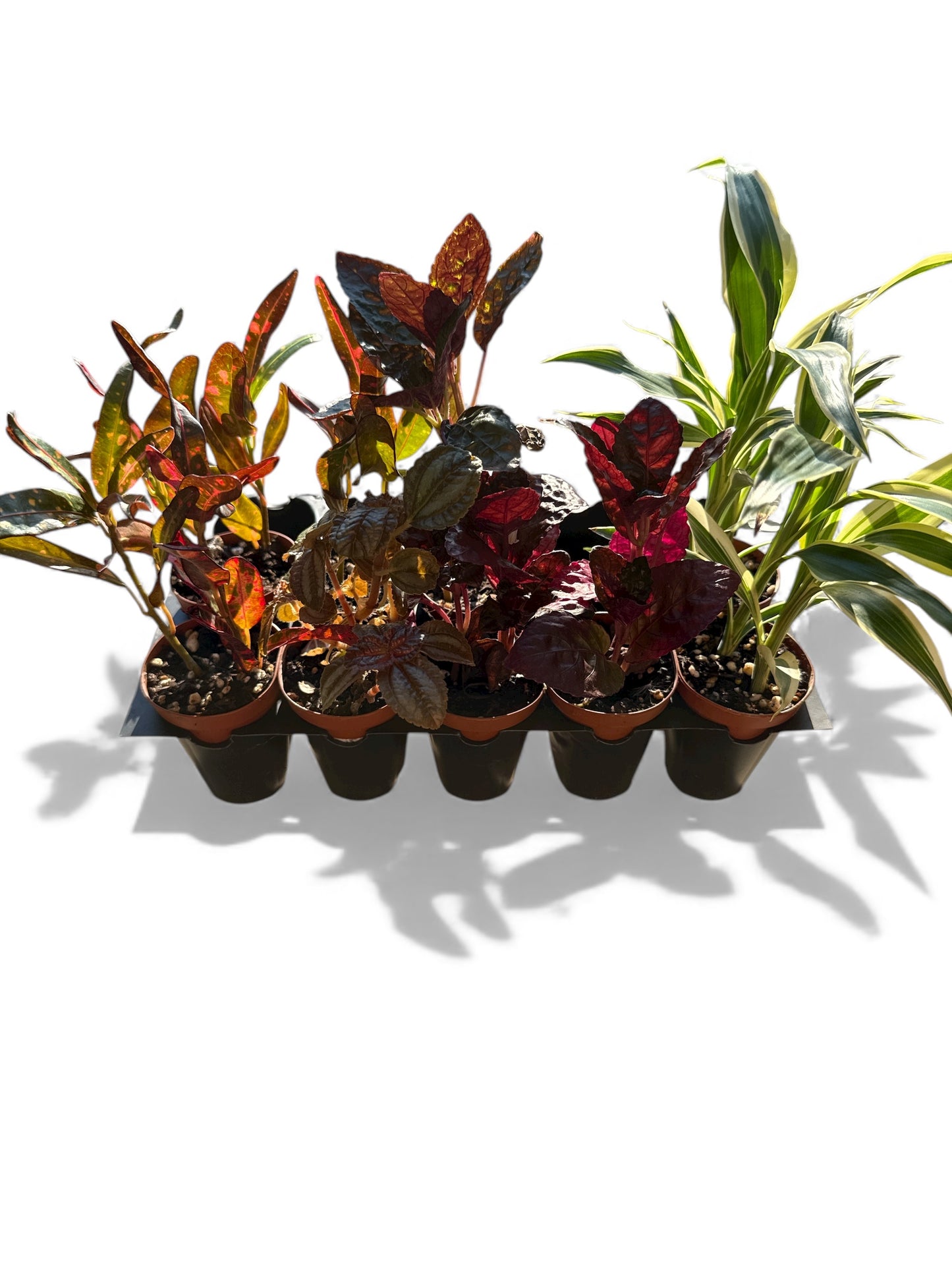 2” Terrarium Plants Mix