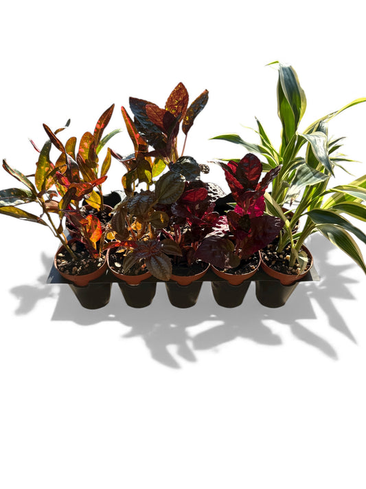 2” Terrarium Plants Mix