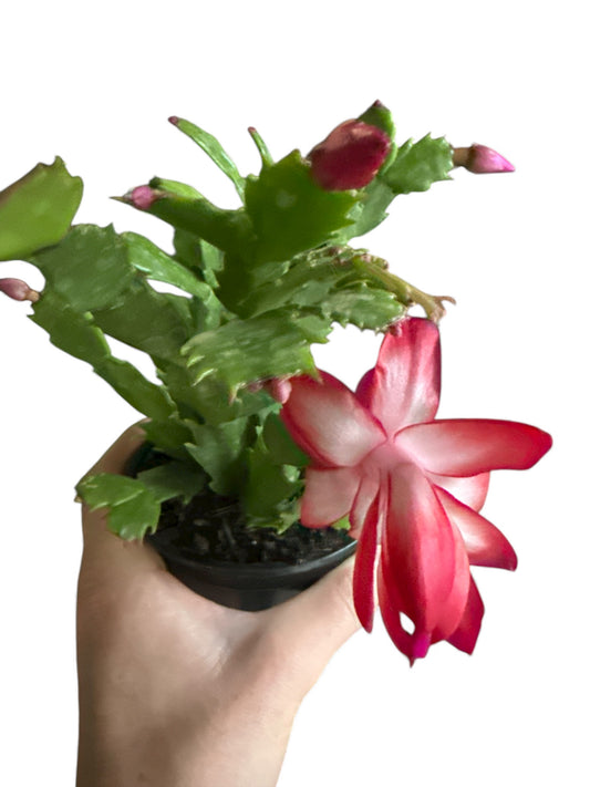 4” Christmas Cactus