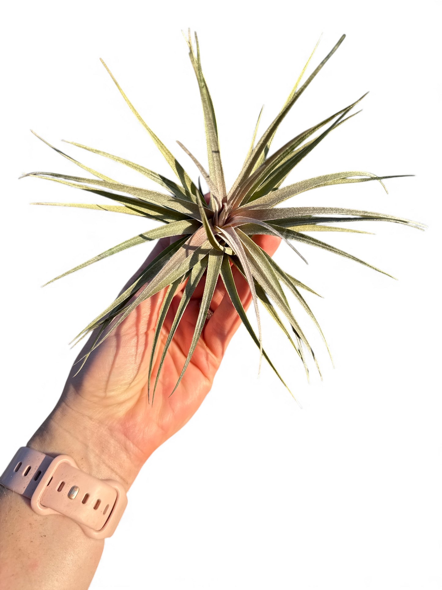 TILLANDSIA TENUIFOLIA REGULAR