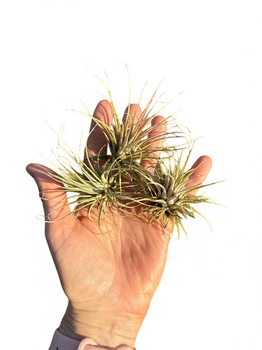 TILLANDSIA IONANTHA IONANTHA