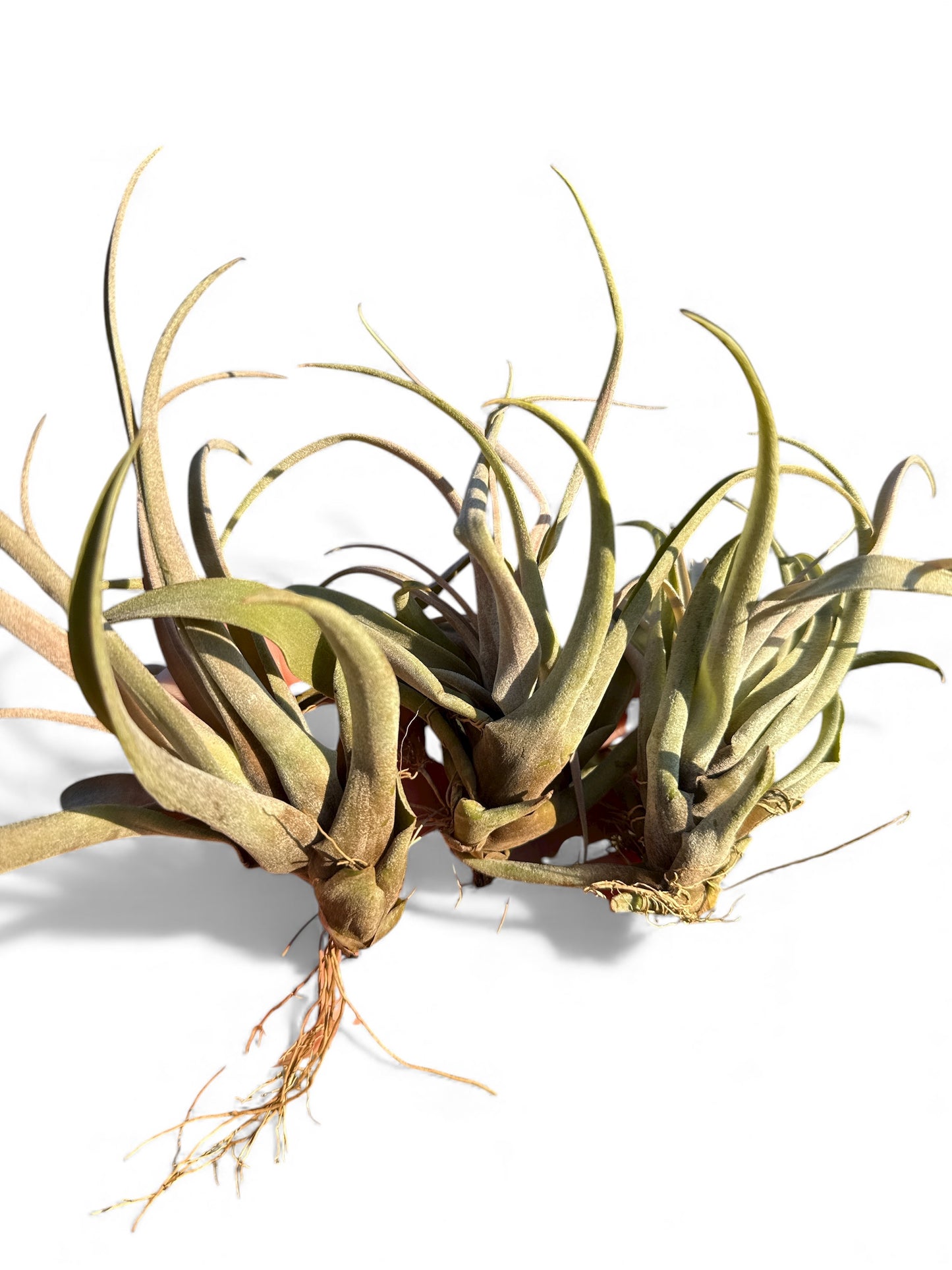 TILLANDSIA CAPITATA PEACH
REGULAR