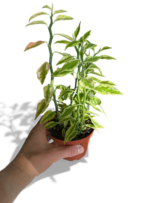 4” Succulent Devils Backbone