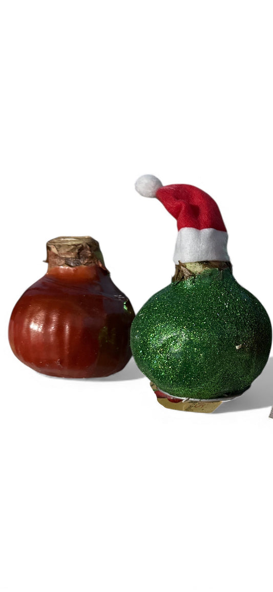 Amaryllis Bulb (Copper, Green Glitter)