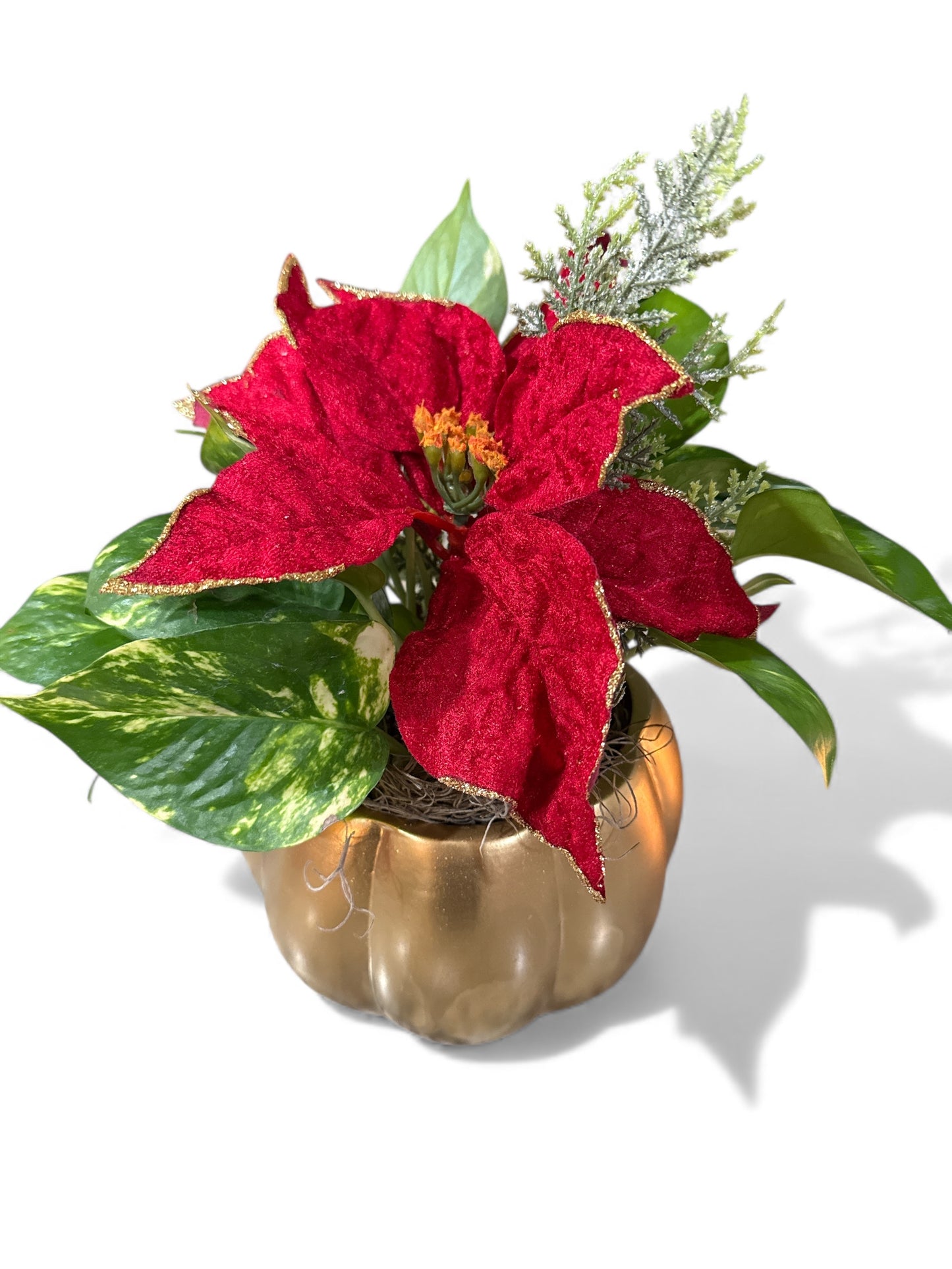 5.5" Poinsettia decor w/Pothos