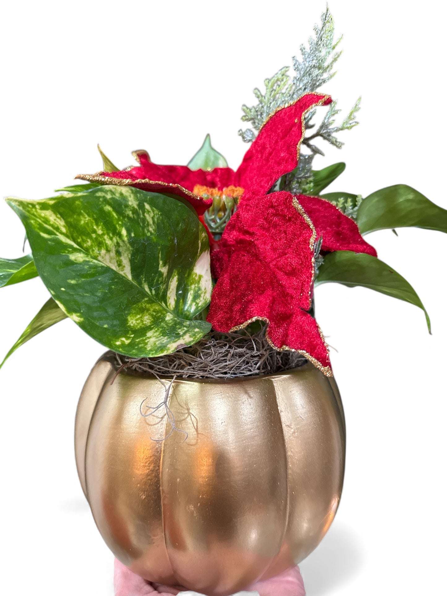 5.5" Poinsettia decor w/Pothos