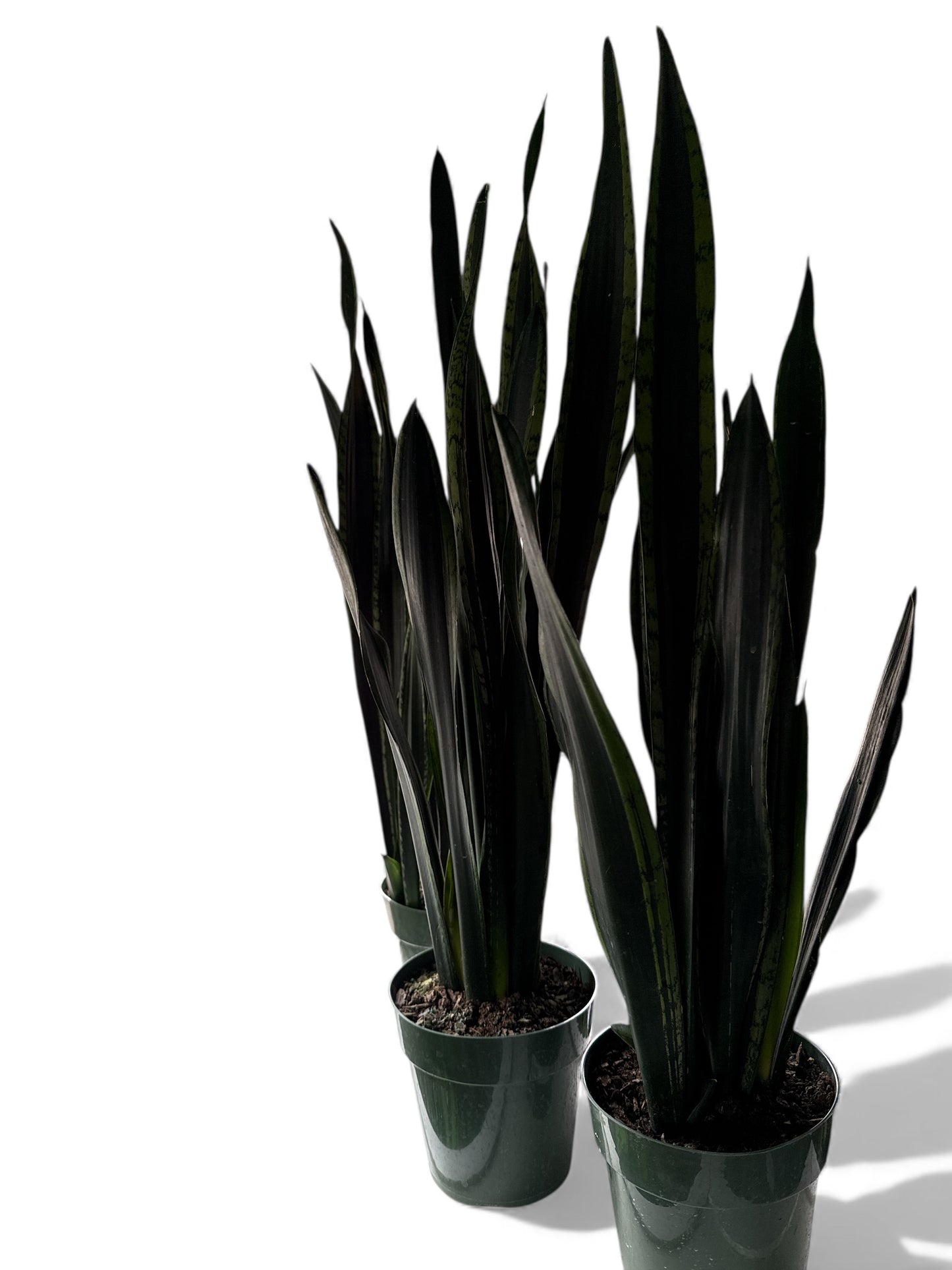 6” Sansevieria Silver Flame