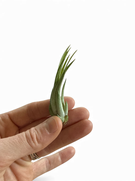 TILLANDSIA IONANTHA SCAPOSA