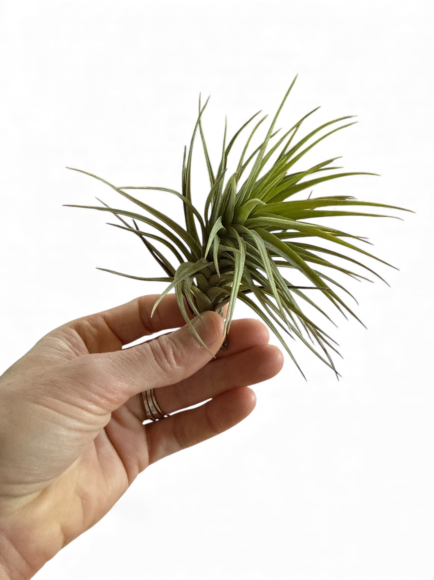 TILLANDSIA STRICTA/AERANTHOS