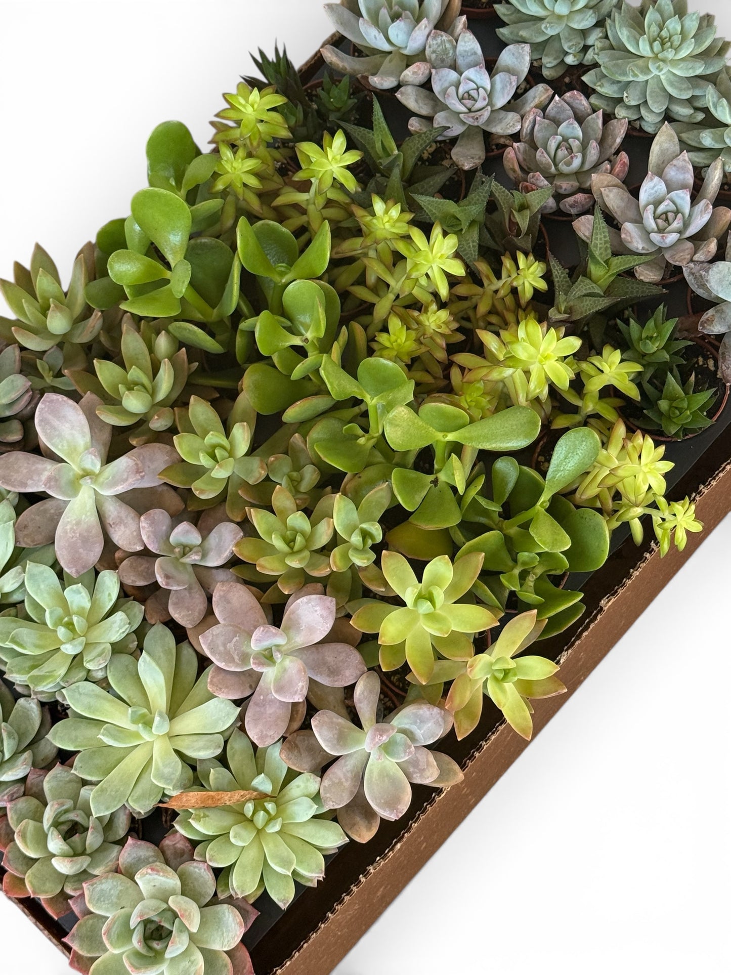 2” Terrarium Succulent Mix