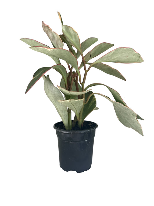 4" Peperomia Ginny