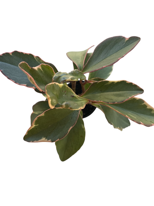 4" Peperomia Ginny
