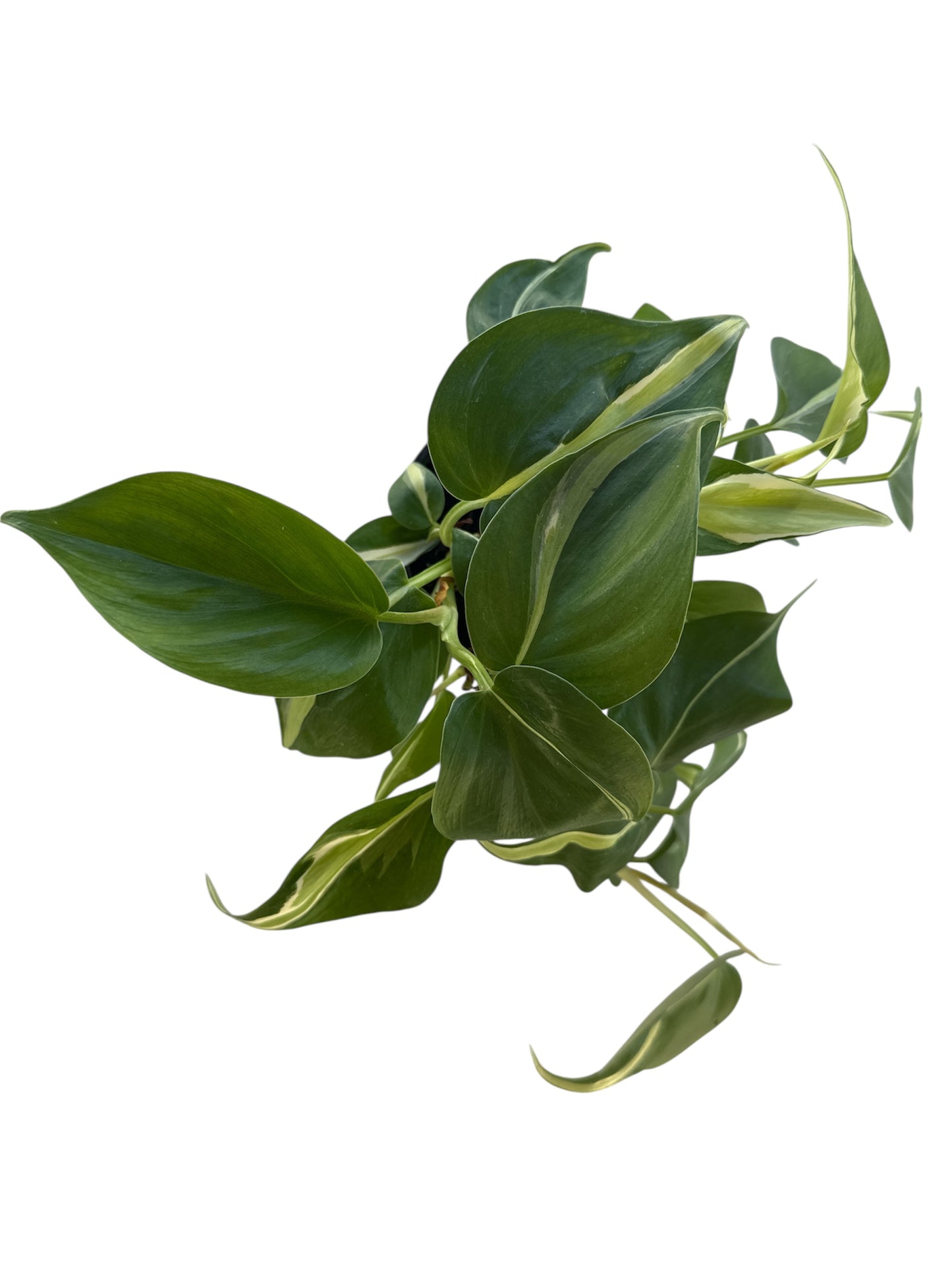 4" Philodendron Silver Stripe