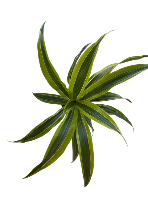 4" Dracaena Lemon Lime