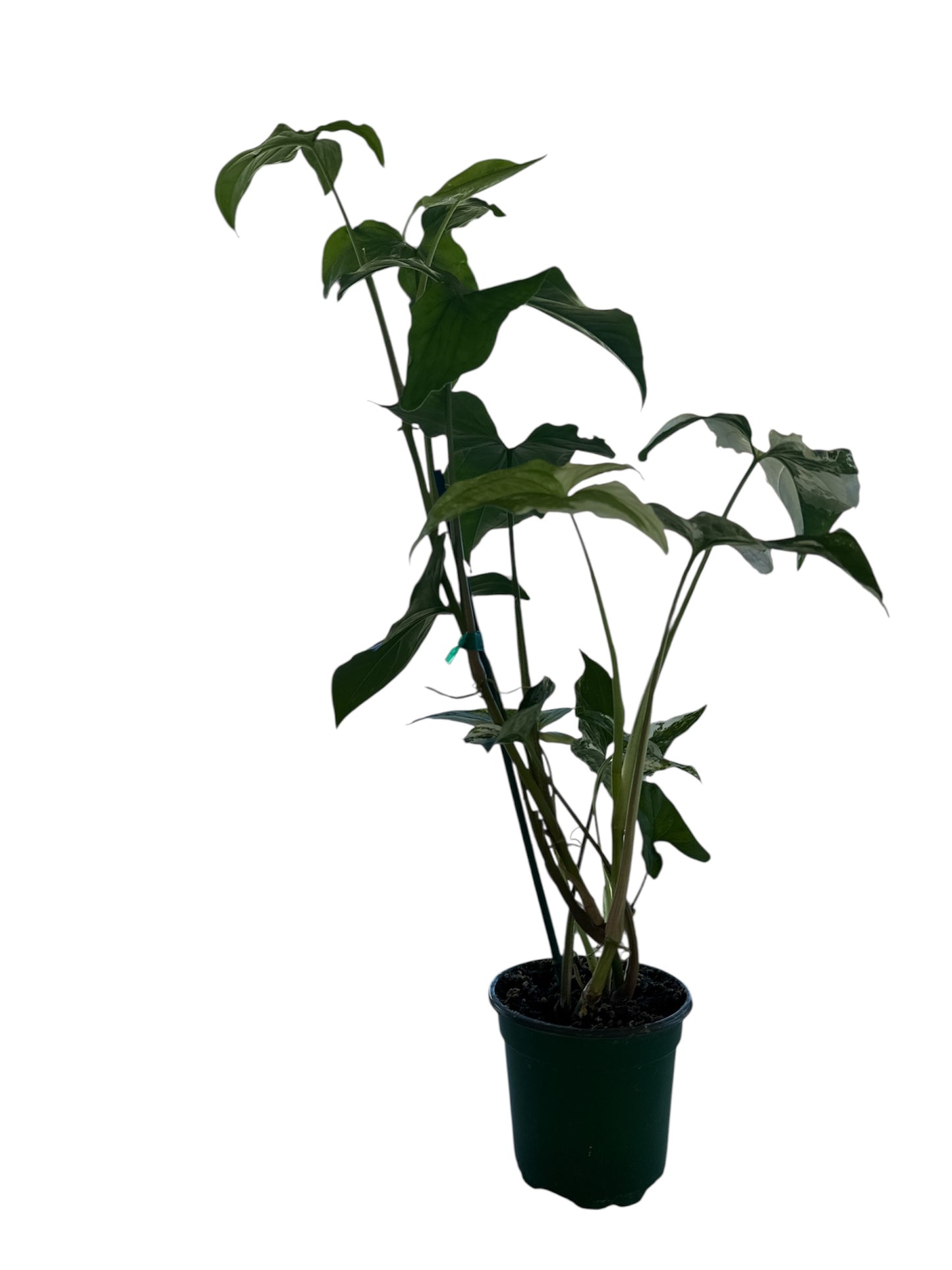 4" Syngonium French White