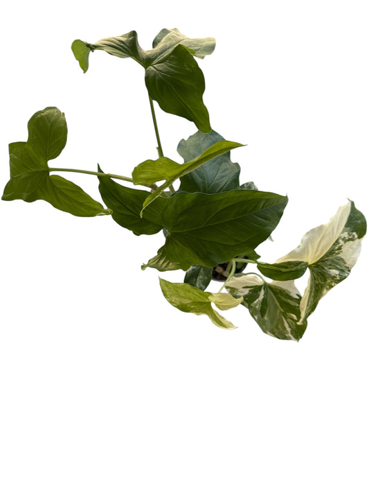 4" Syngonium French White