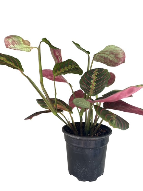 4" Maranta Red