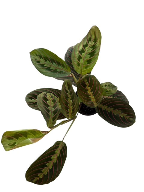 4" Maranta Red