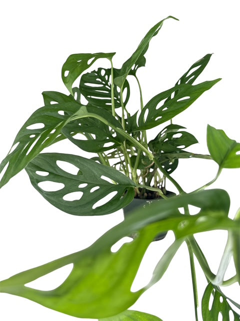 4" Philodendron Swiss Cheese