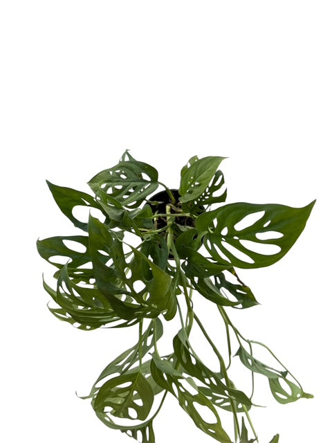 4" Philodendron Swiss Cheese