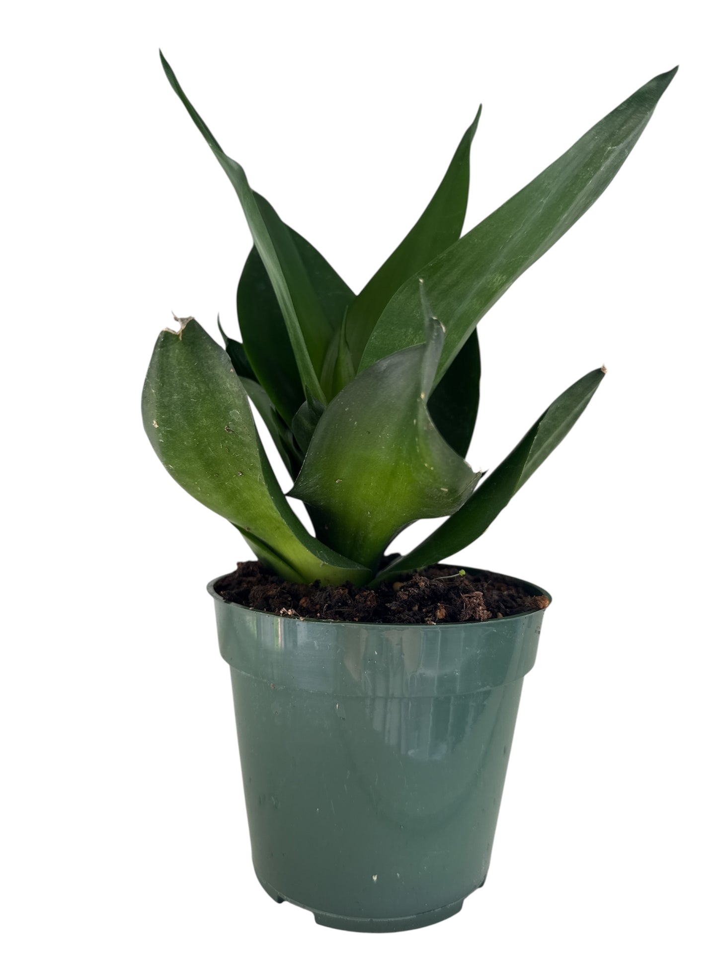 4" Sansevieria Birdnest