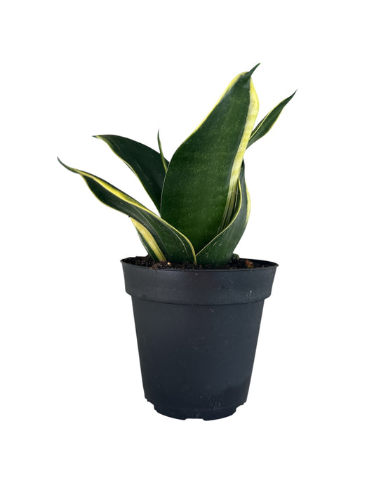 4" Sansevieria Birdnest