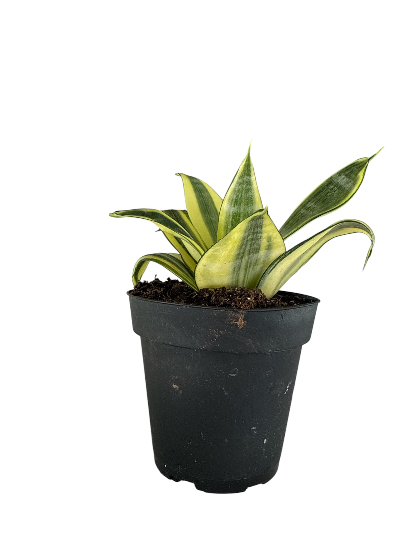 4" Sansevieria Birdnest