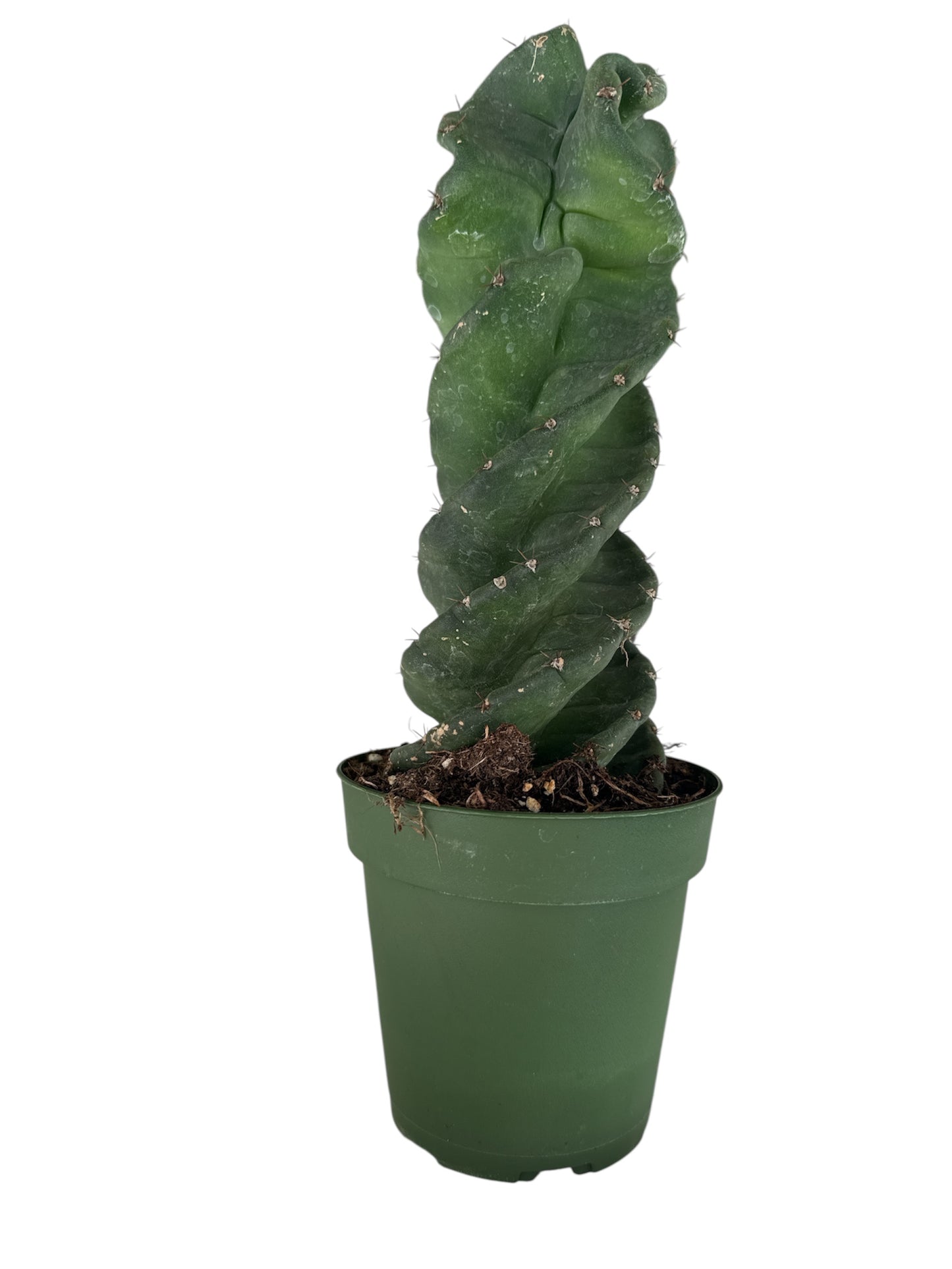4" Spiral Cactus
