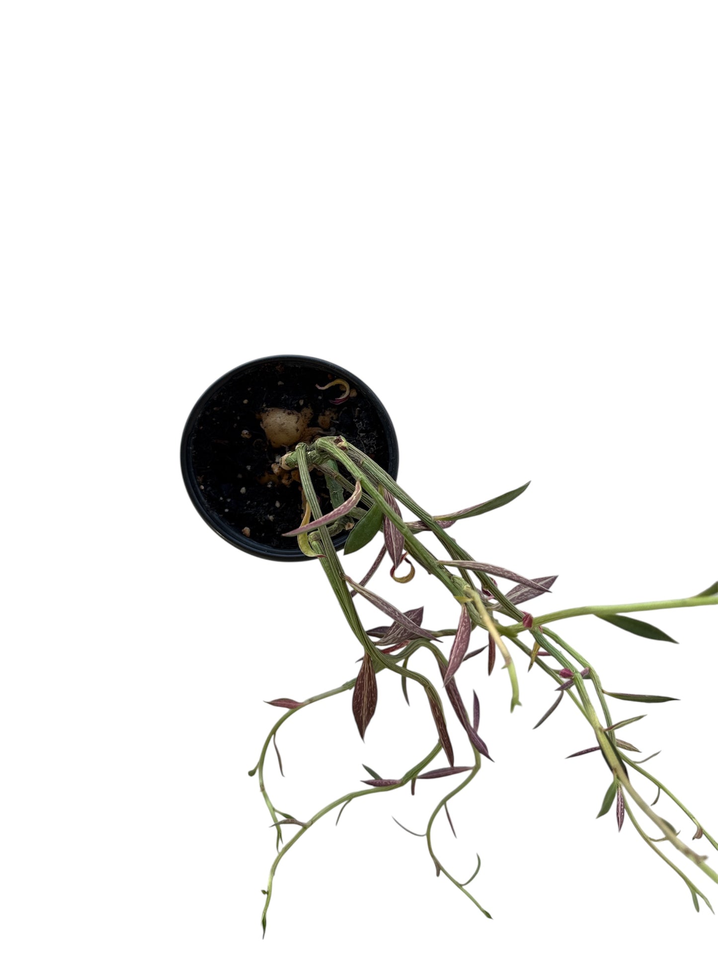 4" Red Monadenium Bonsai