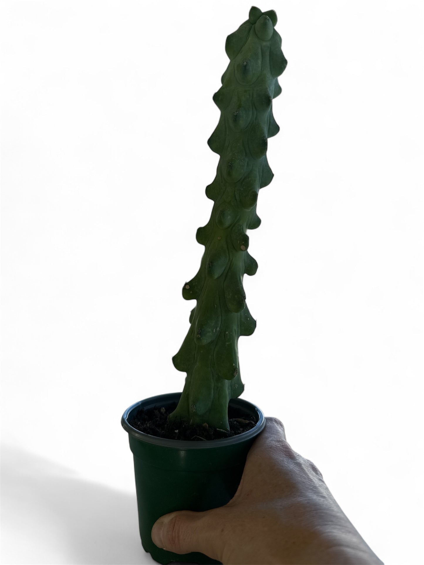 4" Cactus Boobie