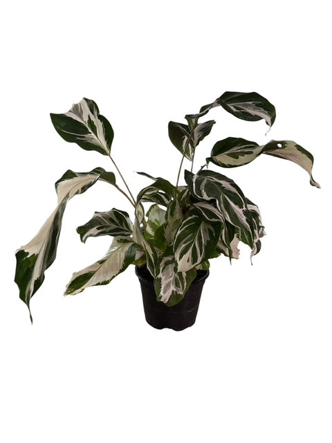 4" Calathea Fusion White