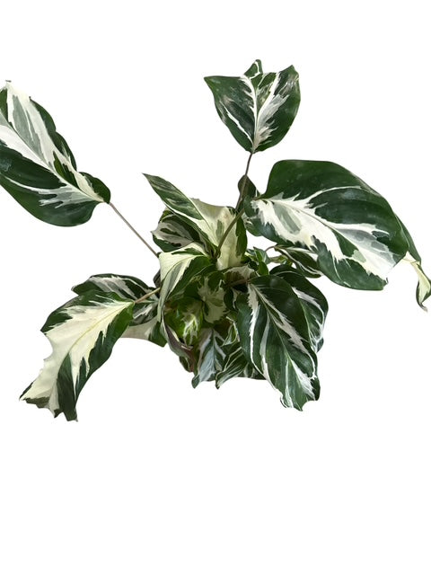 4" Calathea Fusion White