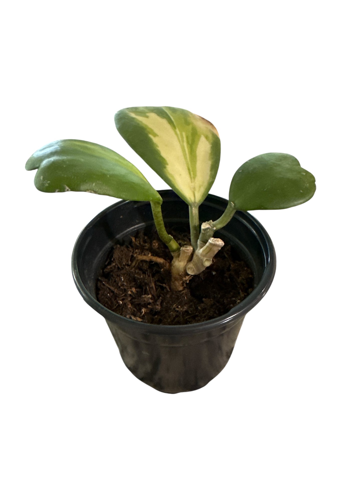 4" Hoya Kerri Heart Variegated Trailing