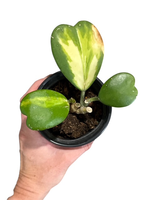 4" Hoya Kerri Heart Variegated Trailing