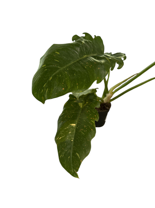 4" Philodendron Ring of Fire