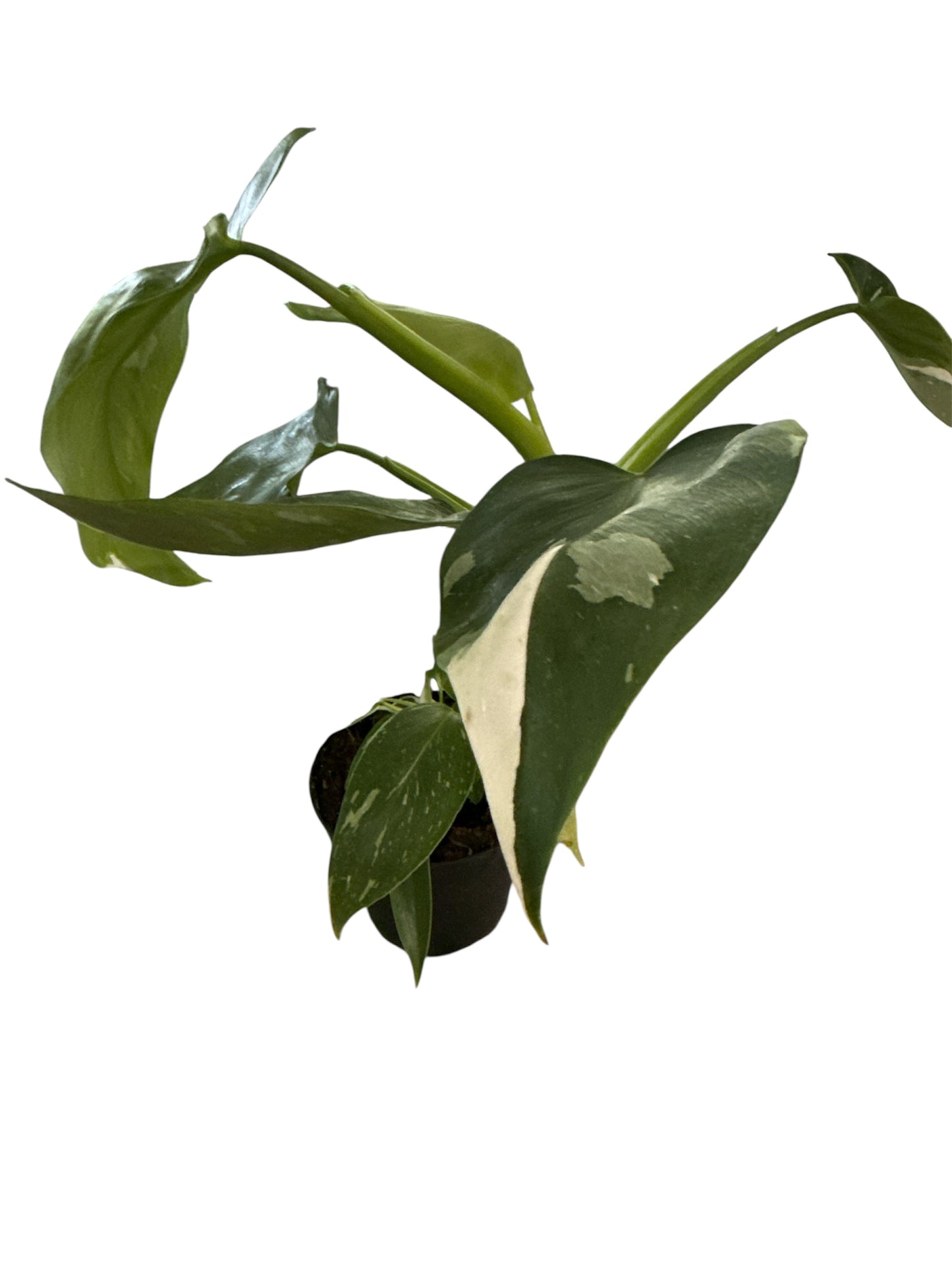 4" Philodendron White