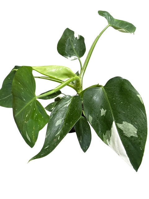 4" Philodendron White