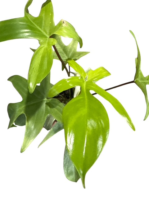 4" Philodendron Yellow Ghost