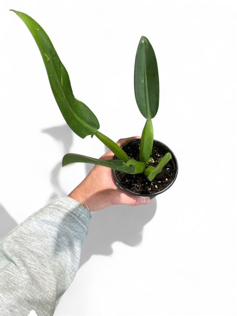4" Philodendron Martianum Fat Boy