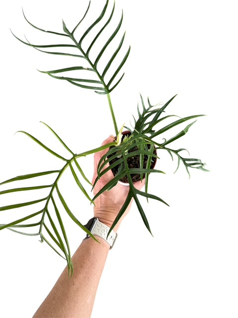 4" Philodendron Tortum