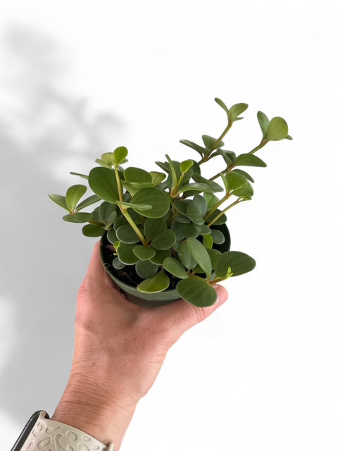 4" Peperomia Hope