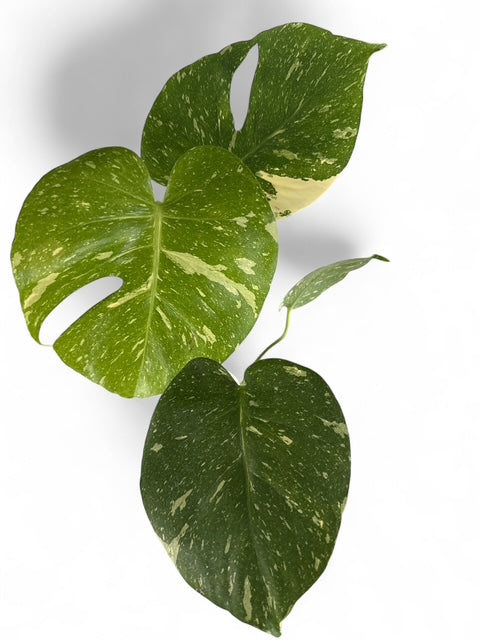 4" Monstera Thai Constellation