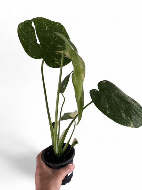 4" Monstera Thai Constellation