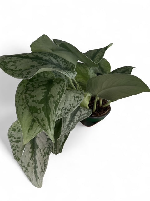 4" Pothos Silver Satin